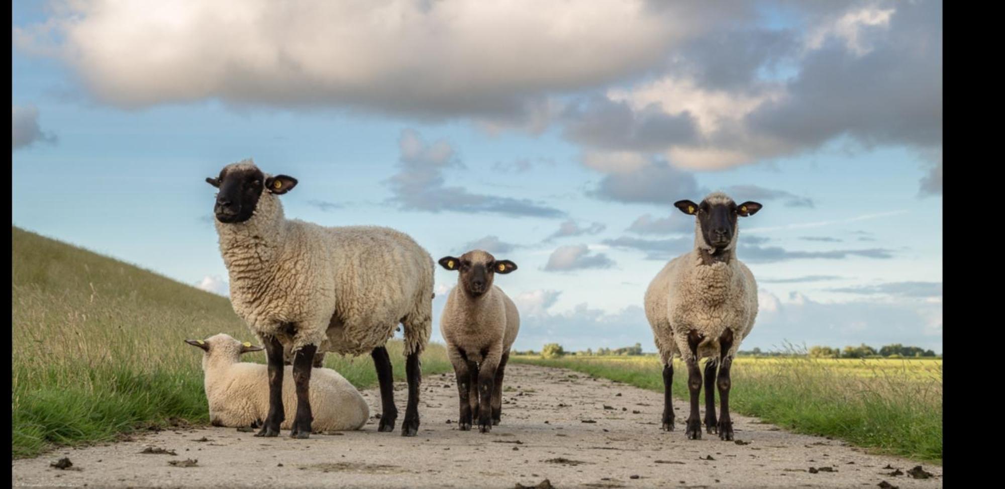 Am Alten Siel Wilhelmshaven Zewnętrze zdjęcie